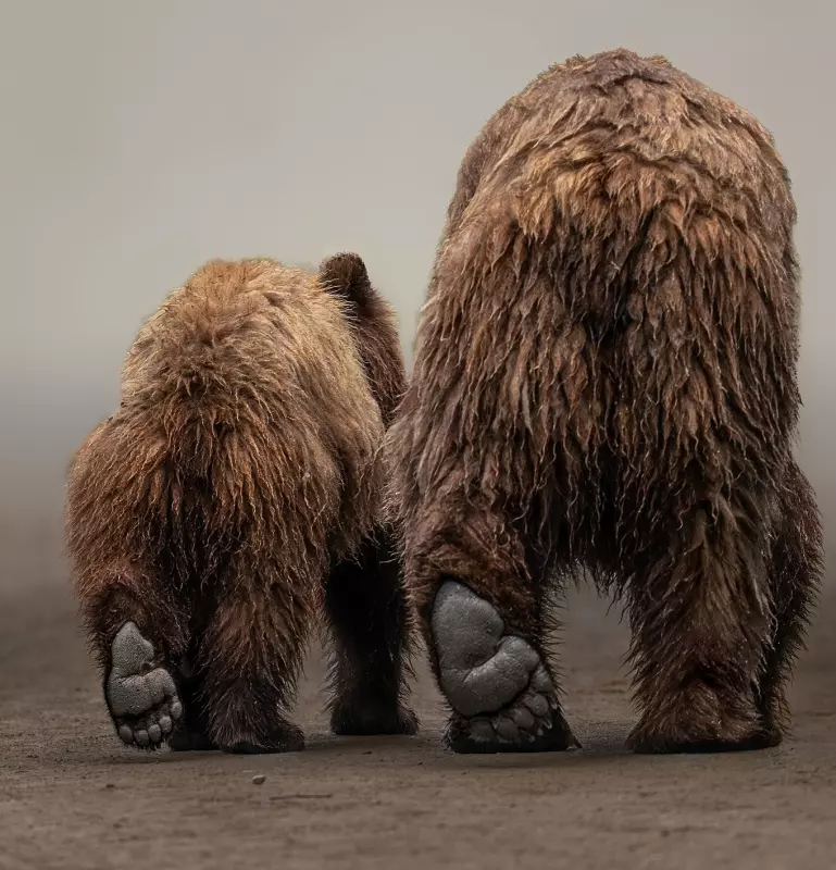 Эти забавные животные