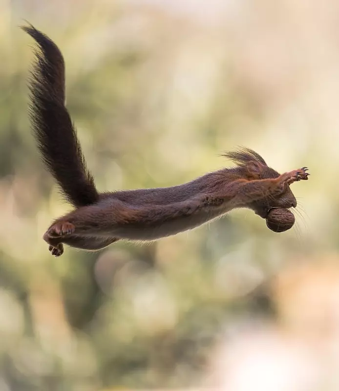 Эти забавные животные