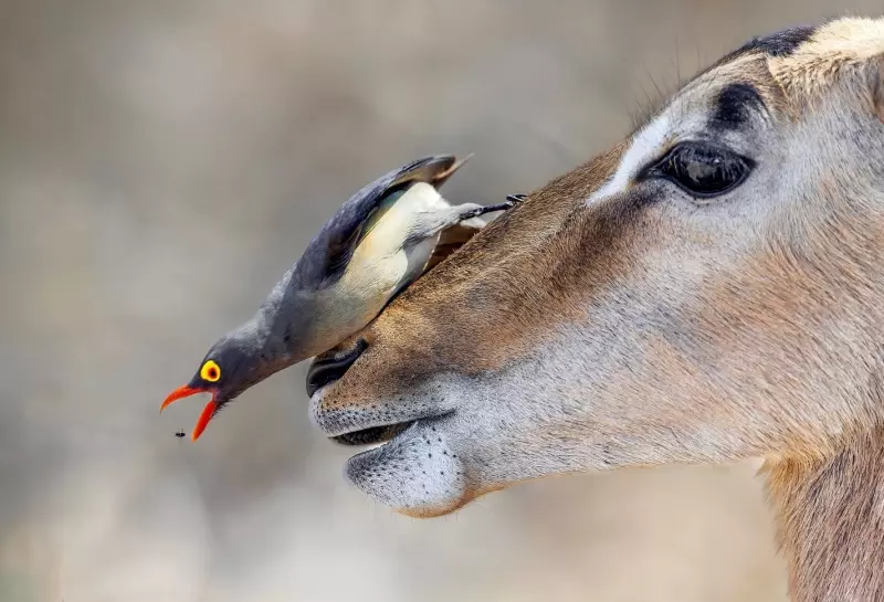 Эти забавные животные