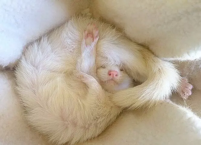 Эти забавные животные