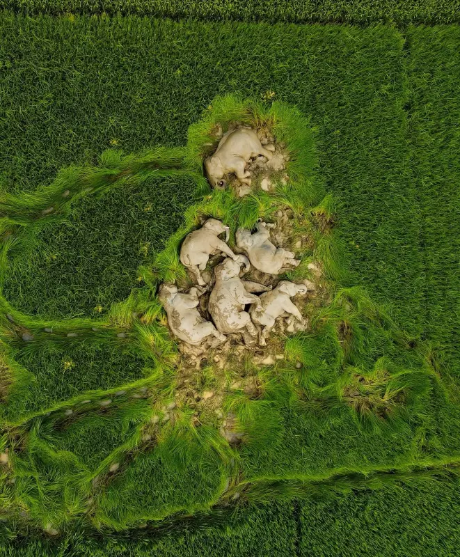 Эти забавные животные