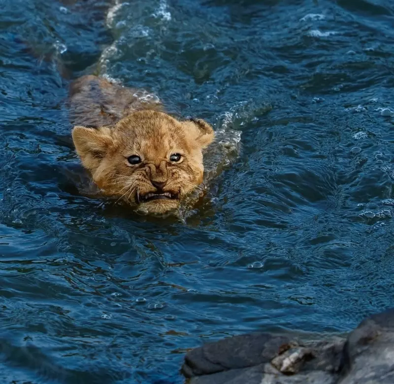 Эти забавные животные