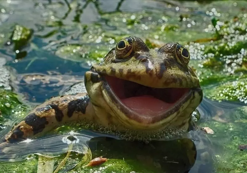 Эти забавные животные