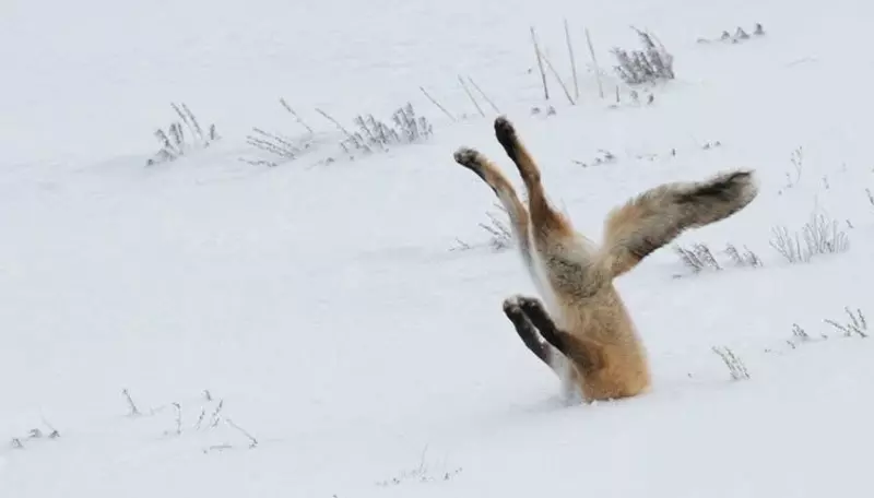 Эти забавные животные