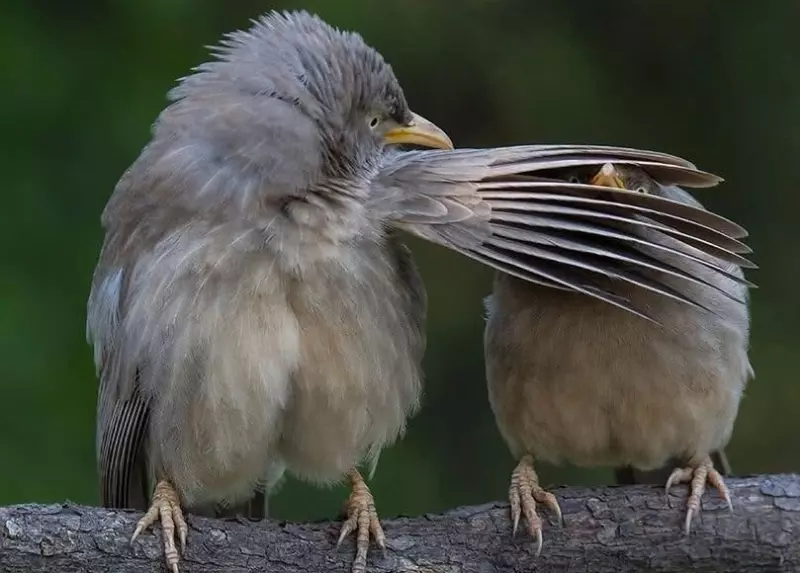 Эти забавные животные