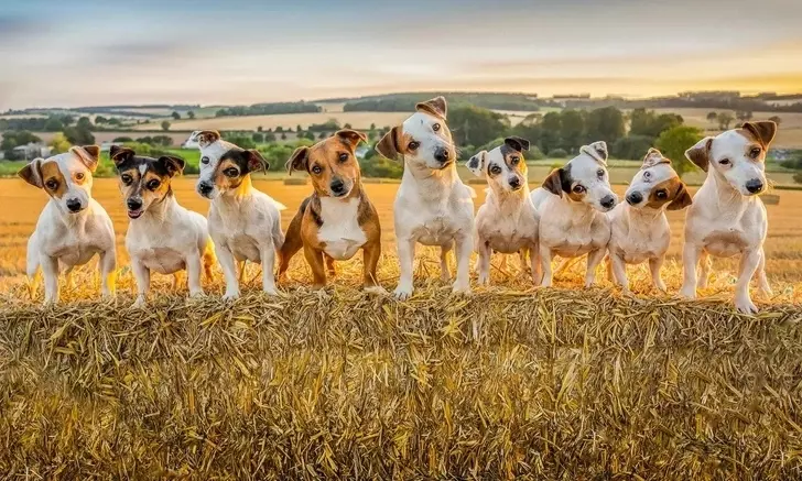 Эти забавные животные