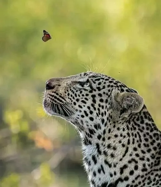 Эти забавные животные