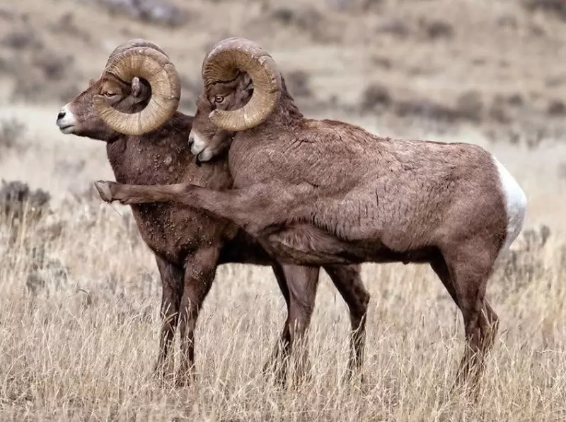 Эти забавные животные