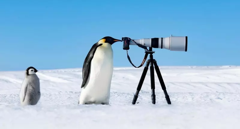 Эти забавные животные