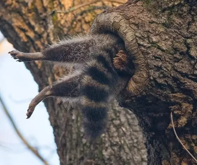 Эти забавные животные