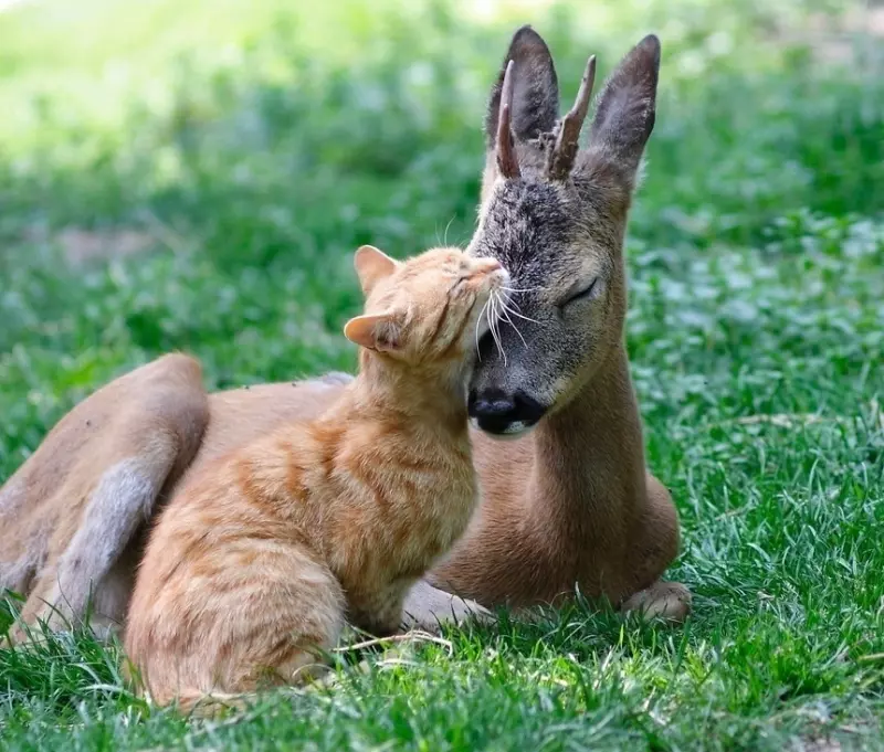 Эти забавные животные