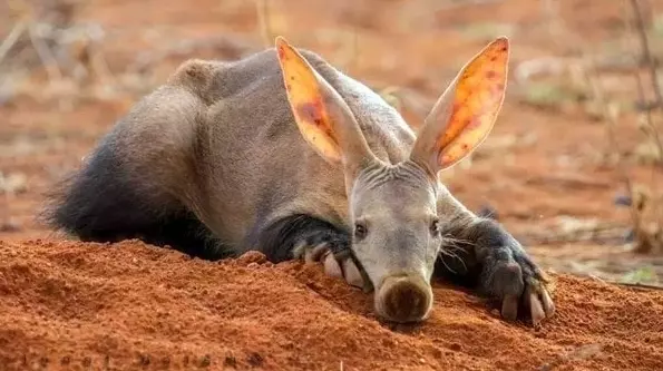 Эти забавные животные