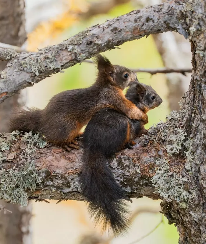 Эти забавные животные