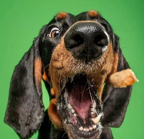 Эти забавные животные