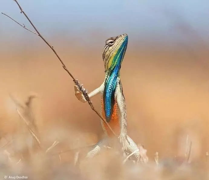 Эти забавные животные