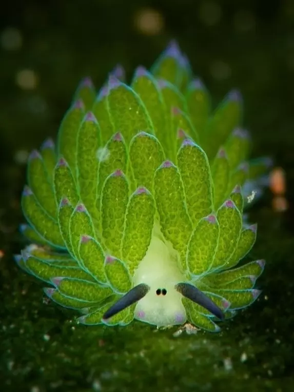 Эти забавные животные