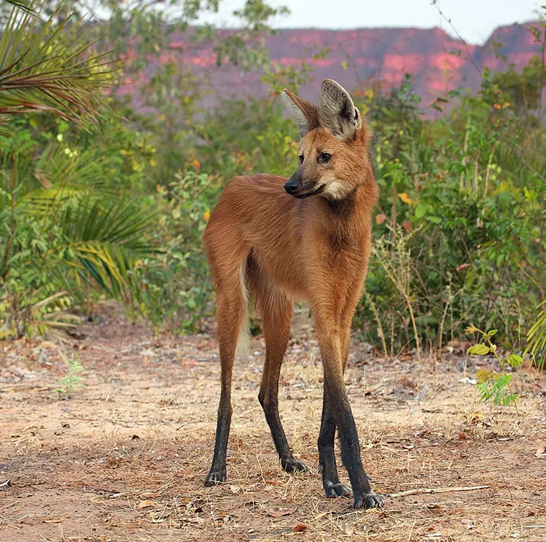 Эти забавные животные