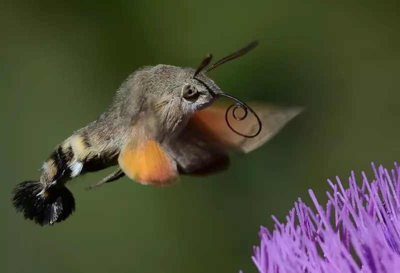 Эти забавные животные