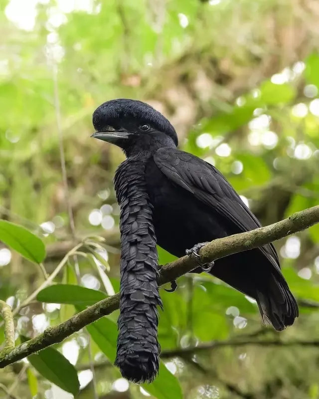 Эти забавные животные