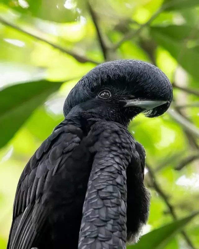 Эти забавные животные