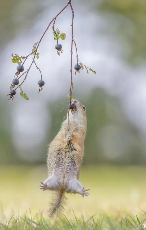 Эти забавные животные