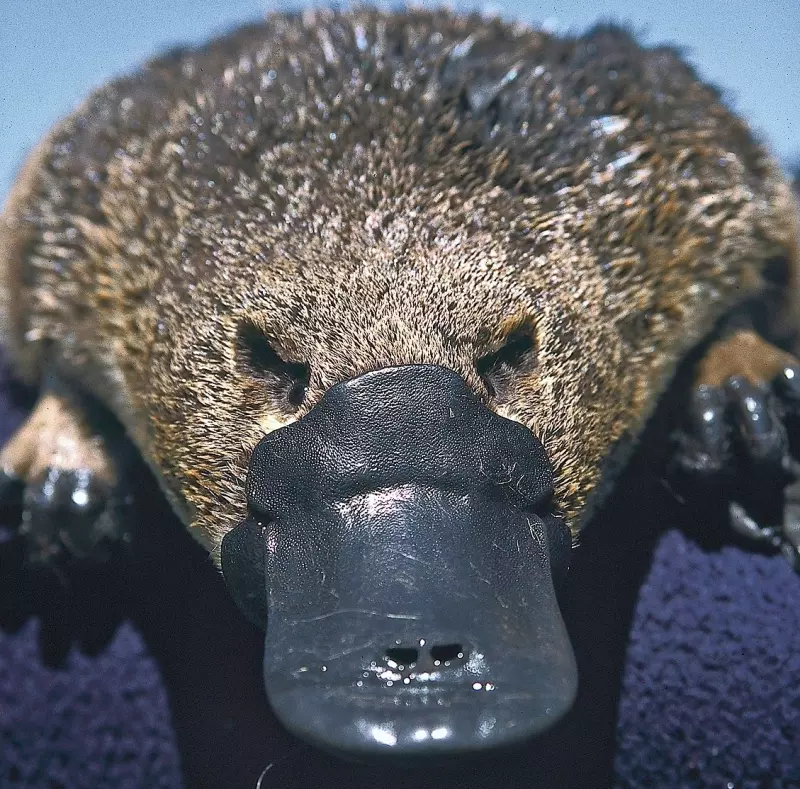 Эти забавные животные