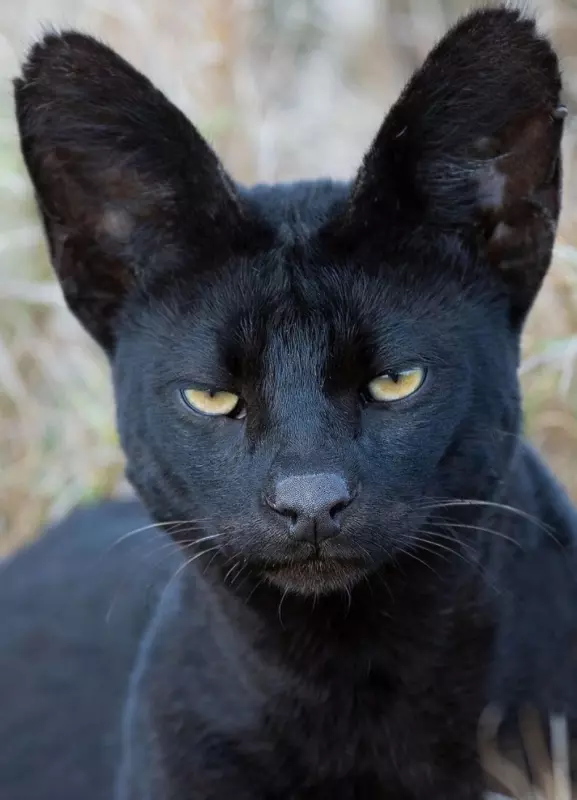 Эти забавные животные