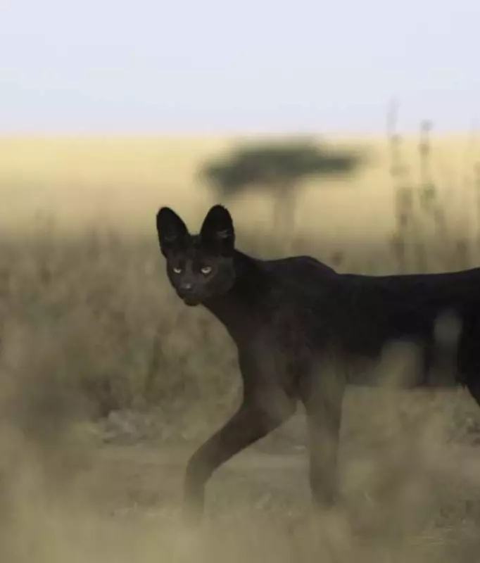 Эти забавные животные