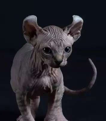 Эти забавные животные