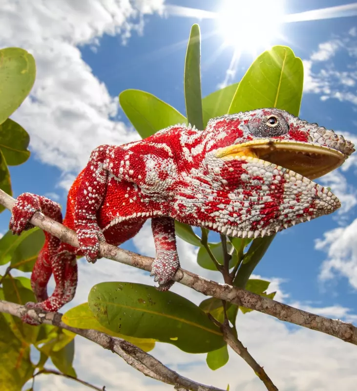 Эти забавные животные