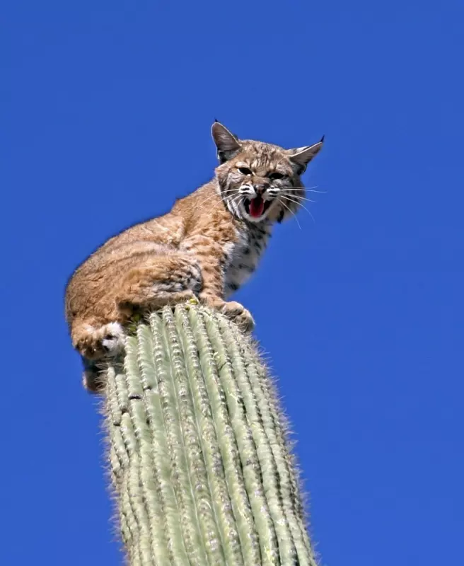 Эти забавные животные