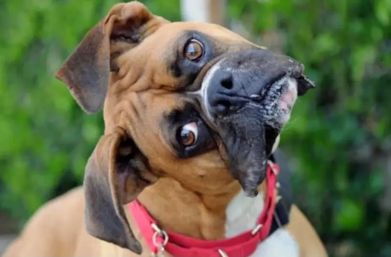 Эти забавные животные