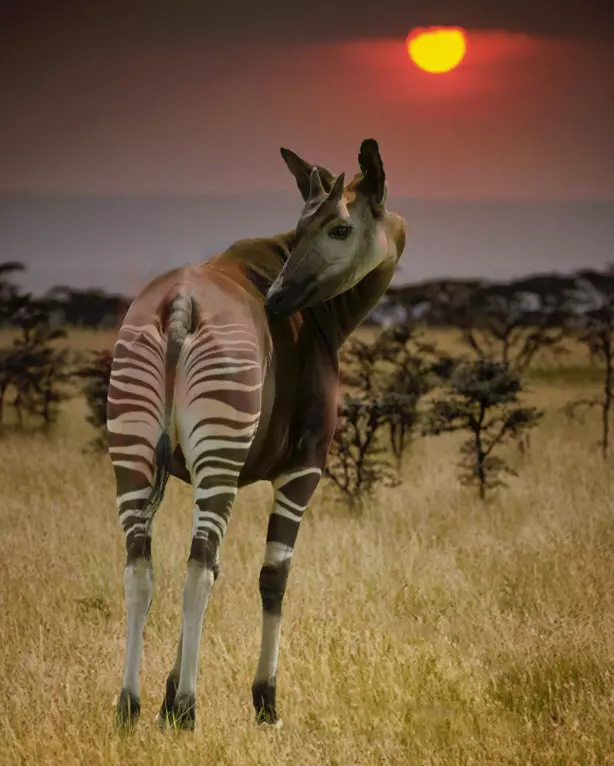 Эти забавные животные