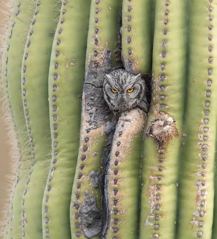 Эти забавные животные