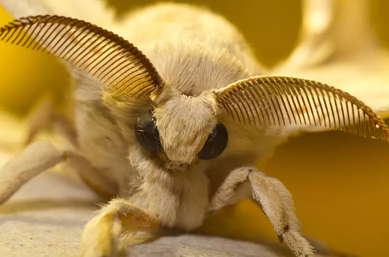 Эти забавные животные