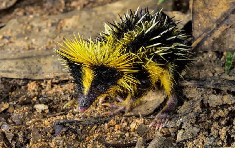 Эти забавные животные