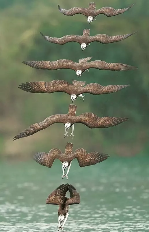 Эти забавные животные