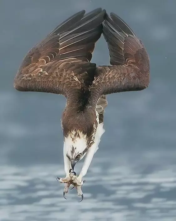 Эти забавные животные