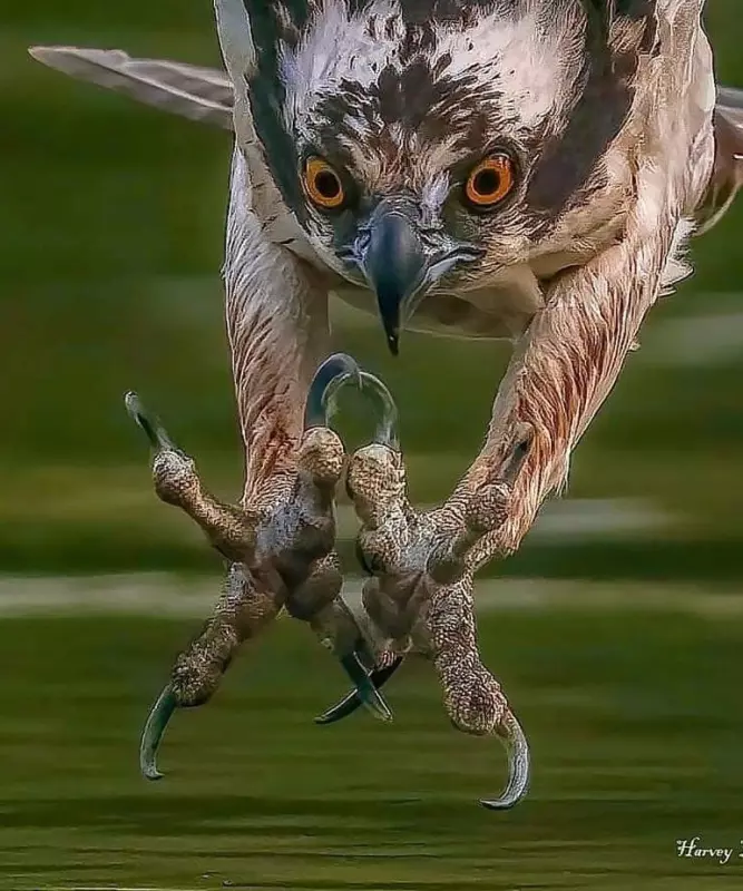 Эти забавные животные