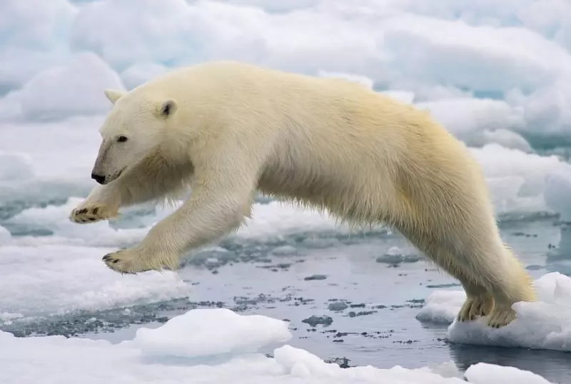 Эти забавные животные