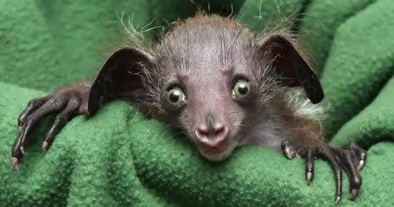 Эти забавные животные