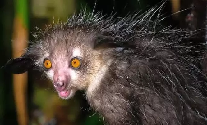 Эти забавные животные