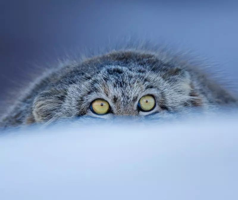 Эти забавные животные