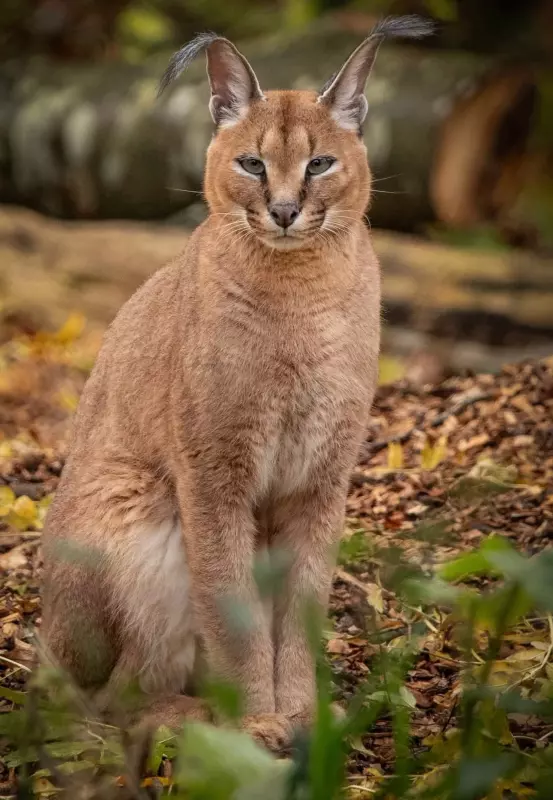 Эти забавные животные