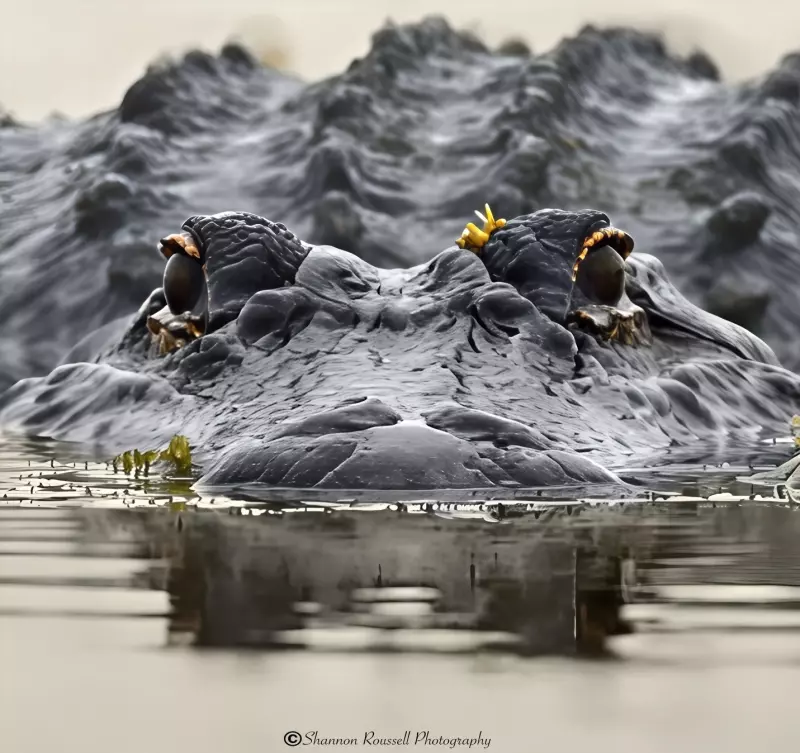 Эти забавные животные