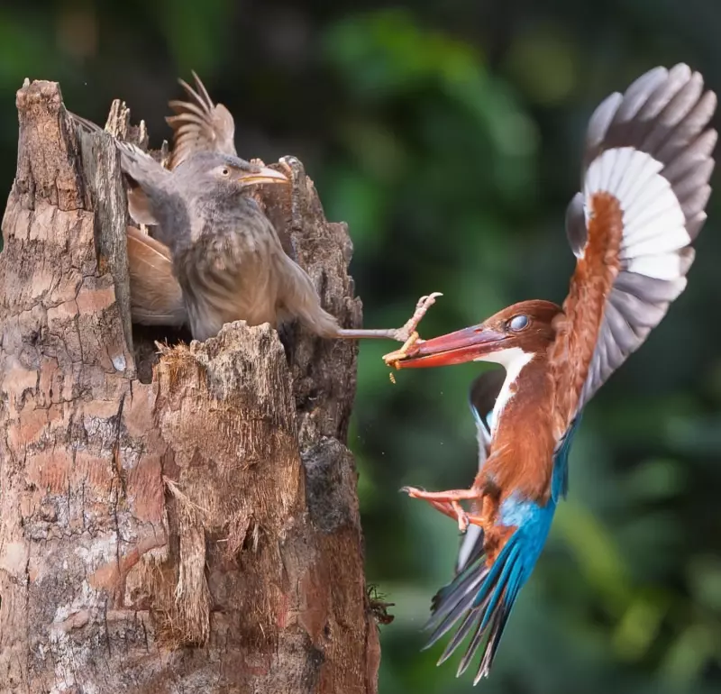 Эти забавные животные