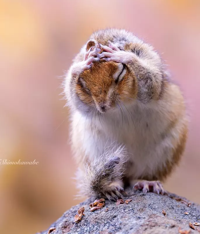 Эти забавные животные