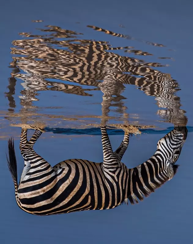 Эти забавные животные