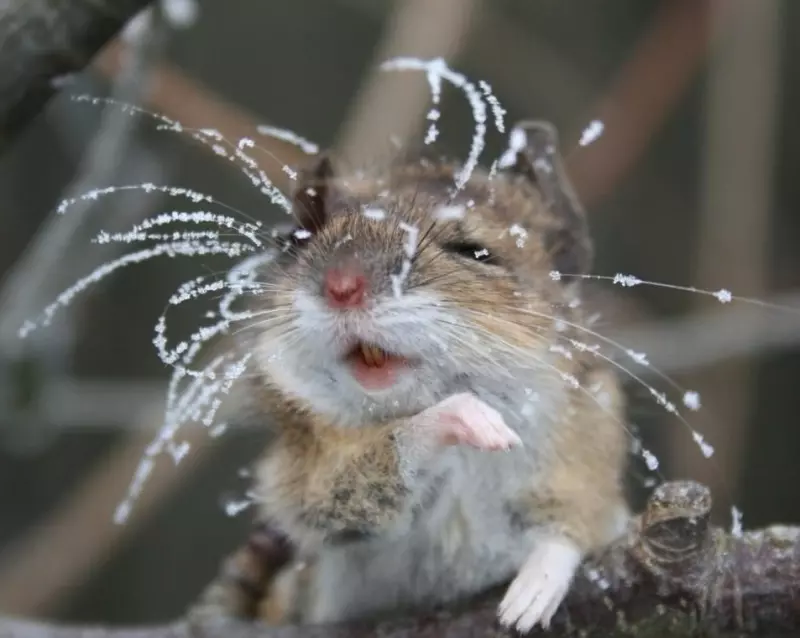 Эти забавные животные