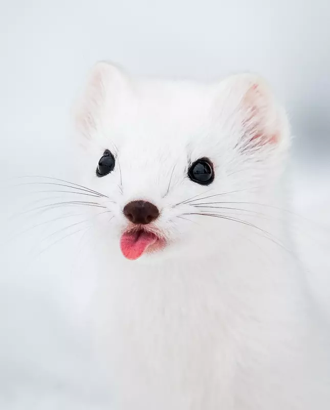 Эти забавные животные